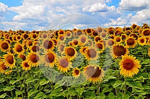 sunflower field over cloudy blue sky