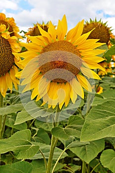 sunflower field over cloudy blue sky