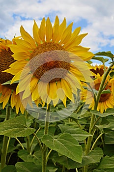 sunflower field over cloudy blue sky