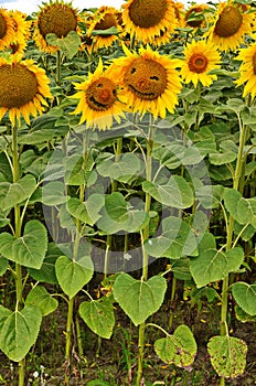 sunflower field over cloudy blue sky