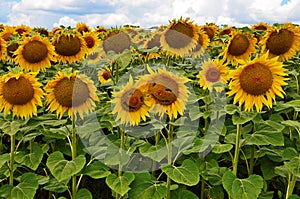 sunflower field over cloudy blue sky