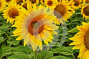 sunflower field over cloudy blue sky