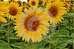 sunflower field over cloudy blue sky