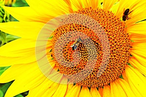 sunflower field over cloudy blue sky