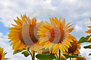 sunflower field over cloudy blue sky