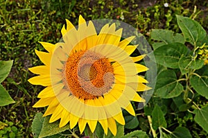 sunflower field over cloudy blue sky