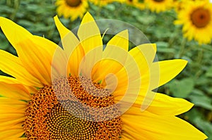 sunflower field over cloudy blue sky