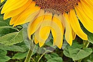 sunflower field over cloudy blue sky