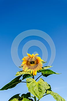 Sunflower field over cloudy blue sky