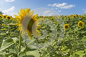 Sunflower field over cloudy blue sky and bright sun lights