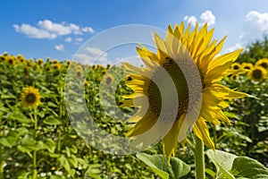 Sunflower field over cloudy blue sky and bright sun lights