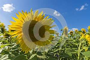 Sunflower field over cloudy blue sky and bright sun lights