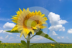 Sunflower in Field / sunflower field over cloudy blue sky and bright sun lights