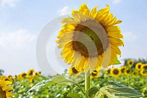 Sunflower field over cloudy blue sky and bright sun lights