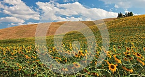 Sunflower field over hill.