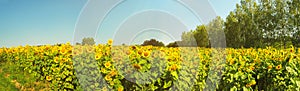 Sunflower Field with Trees - Panorama