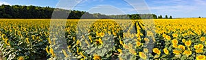Sunflower Field Panorama Sunny