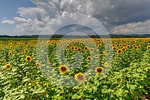 Sunflower Field