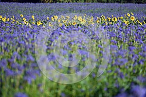 A sunflower field with phacelia plants in autumn in the Salzkammergut