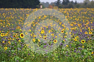 A sunflower field with phacelia plants in autumn in the Salzkammergut