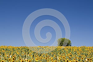 Sunflower field from,Provence