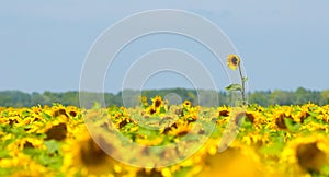 Sunflower field, Provence, France, shallow focus