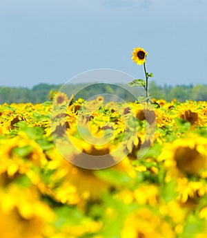 Sunflower field, Provence, France, shallow focus