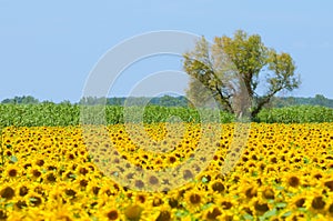 Sunflower field, Provence, France, shallow focus