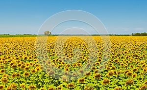 Sunflower field, Provence, France, shallow focus