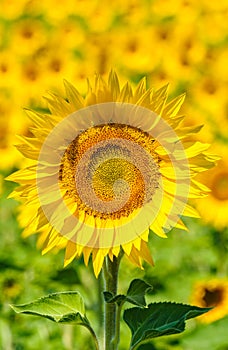 Sunflower field, Provence, France, shallow focus