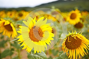 Sunflower field, Provence in southern France.