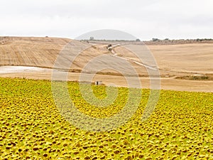 Sunflower field - Rabe de las Calzadas photo