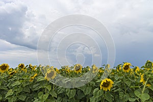 Sunflower field after the rain, rays penetrate through rain clouds