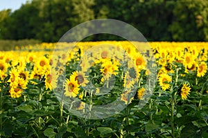 Sunflower Field Recedes Into Distance