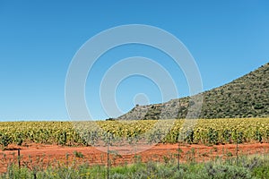 Sunflower field in red soil with flower heads facing downward