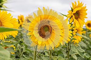 Sunflower field in Regional Victoria