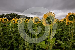 Sunflower field in Regional Victoria