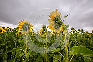 Sunflower field in Regional Victoria