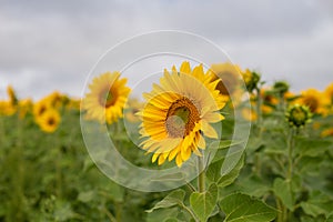 Sunflower field in Regional Victoria