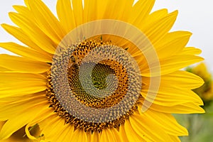 Sunflower field in Regional Victoria