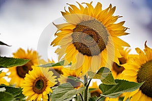 Sunflower field in Regional Victoria