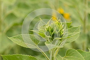 Sunflower field in Regional Victoria