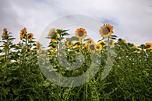 Sunflower field in Regional Victoria