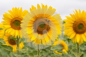 Sunflower field in Regional Victoria