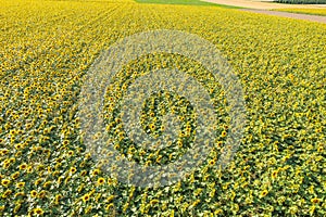 Sunflower field in Rheinhessen Germany