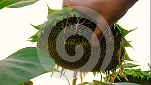 Sunflower field ripen seeds. Selective focus.