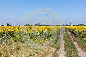 Sunflower field road. Road running through a sunflower field. Landscape with a dirt road in sunflower fields