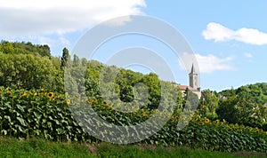 Sunflower field on route to Saint-Seine-lÊ¼Abbaye in France