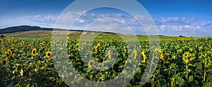 Sunflower field and rural landscapes with beautiful sky