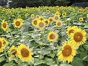 Sunflower field in Saitama Prefecture, Japan